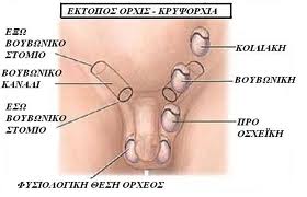 Κρυψορχία