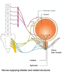 neurogenic-bladder